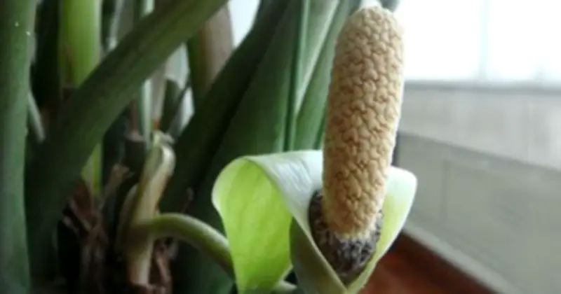 Cây Kim Tiền, Kim Ngân, Phú Quý Nở Hoa: Điềm Lành Tài Lộc Trong Phong Thủy