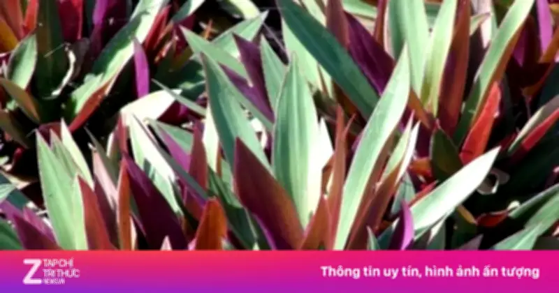 Cây Lẻ Bạn: Loại Cây Cảnh Đẹp Là 'Thuốc Quý' Dưỡng Tim, Giải Độc Hiệu Quả