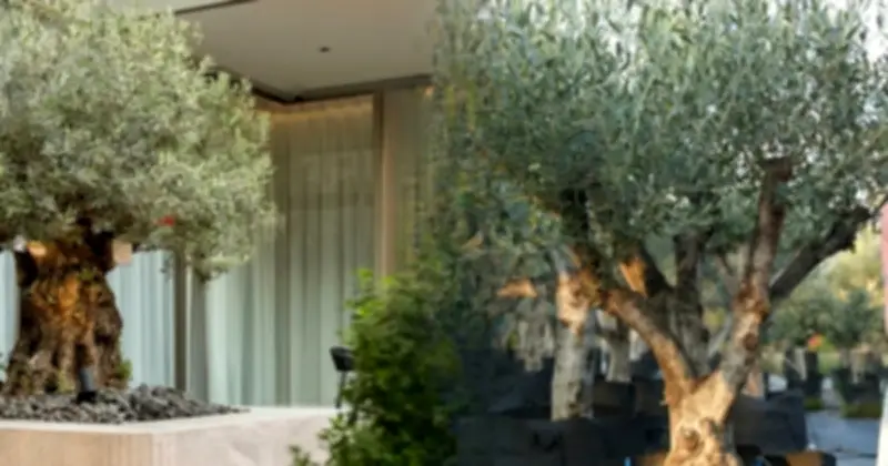 Cây ô liu cổ thụ Tây Ban Nha: 'Trang sức' tỷ đồng giới thượng lưu Việt săn lùng