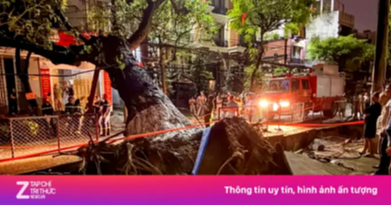 Cây lớn bật gốc đổ ngang đường Phan Châu Trinh, nhiều hộ dân Đà Nẵng mất điện