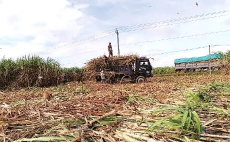 Cây mía đổi đời cho đồng bào Gia Lai: Từ vùng đất khó đến cánh đồng lớn