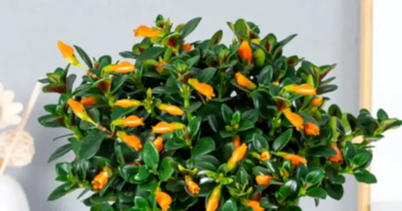 Cây Nở Hoa Giống Đàn Cá Vàng, Biểu Tượng Tài Lộc Độc Đáo Từ Hội An