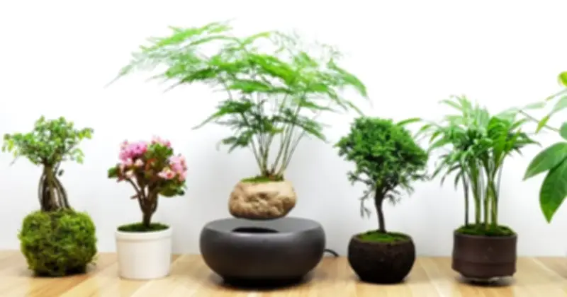 Cây phong thủy hợp tuổi tháng 3: Gợi ý 12 loại cây thu hút tài lộc, may mắn