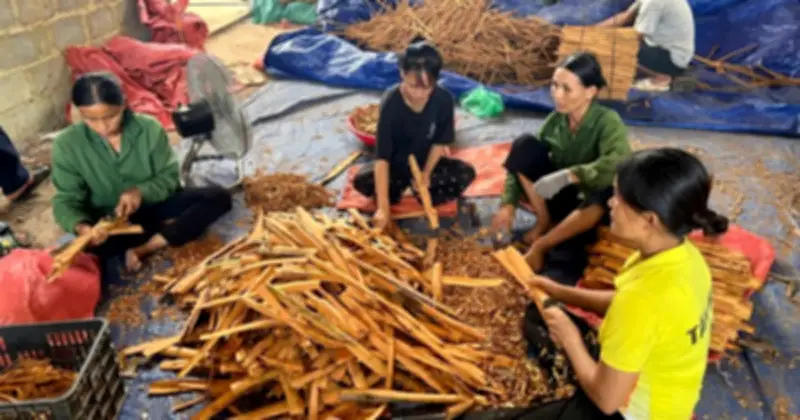 Cây quế biến đất đồi bỏ hoang thành 'vàng xanh', giúp người dân Lạng Sơn thoát nghèo