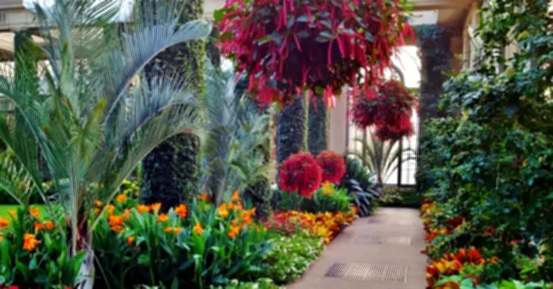 Cây rủ mềm mại: Vừa đẹp mắt vừa hút tài lộc, được ưa chuộng trong trang trí