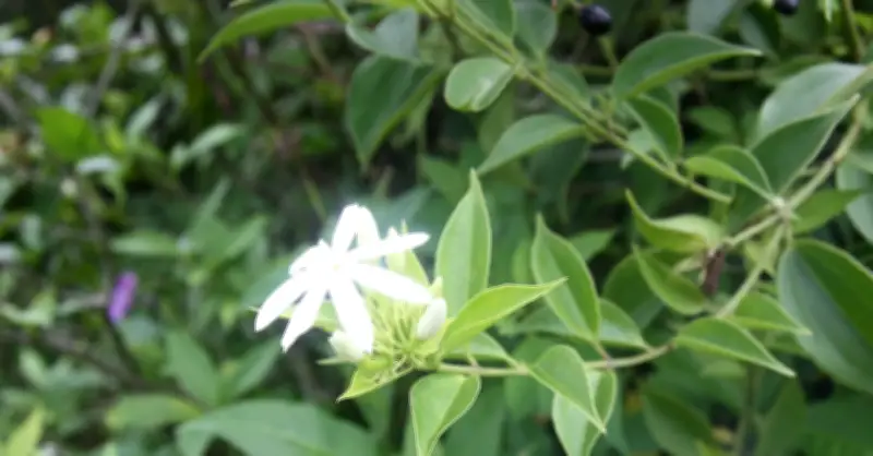 Cây Thuốc Mọc Hoang: Trợ Thủ Làm Mát Cơ Thể, Hỗ Trợ Giảm Béo