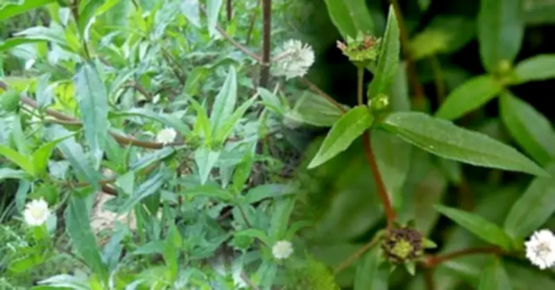 Cây Thuốc Nam Mọc Hoang: Cầm Máu, Bổ Thận Cực Hiệu Qua Tại Việt Nam