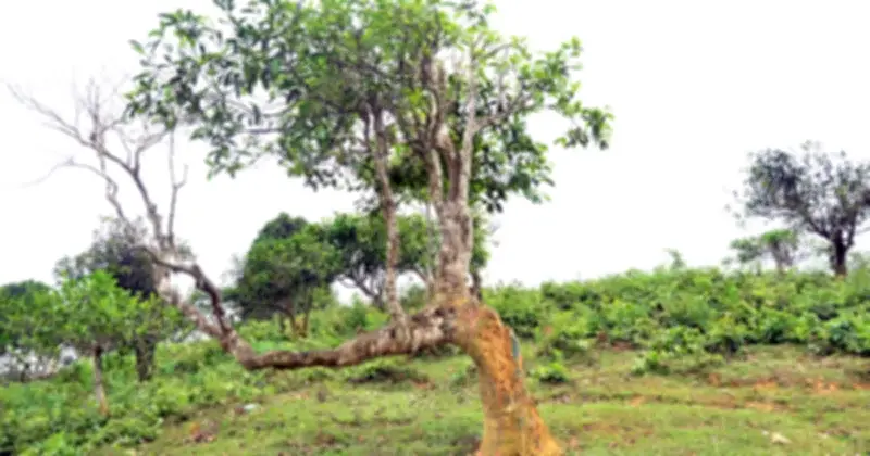 Cây Trà Tổ Suối Giàng: Từ Vinh Danh Đến Nguy Cơ Diệt Vong