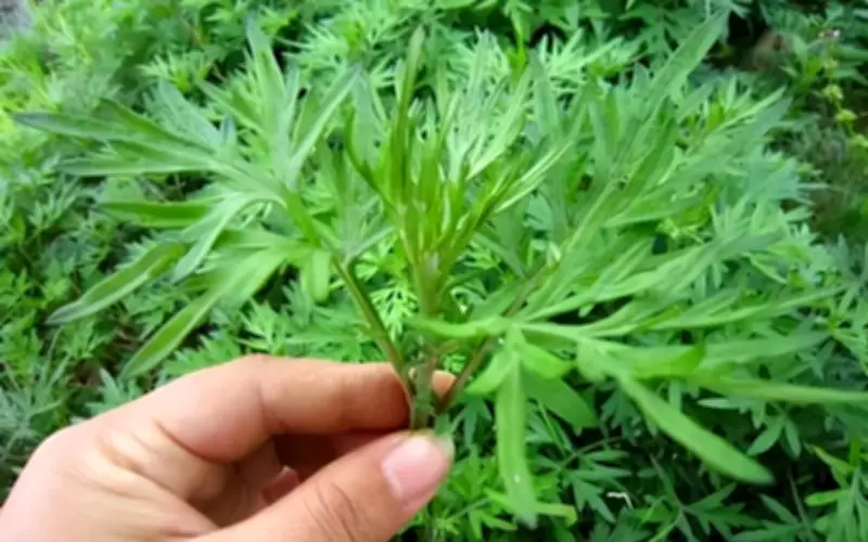 Cây Trúc Tả Bạt: Loại cây phong thủy mang lại may mắn và bình an cho gia chủ