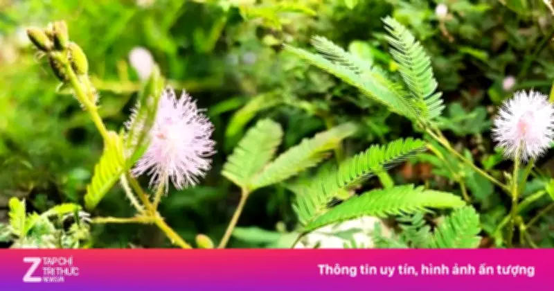 Cây Trinh Nữ: Thảo Dược Quý Ngang Thuốc Bổ Đắt Tiền Nhưng Ít Được Chú Ý