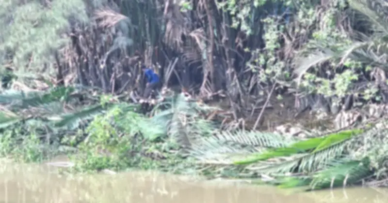 Cây xanh bị vứt xuống sông Thầy Tiêu: Dọn dẹp hay gây ô nhiễm?