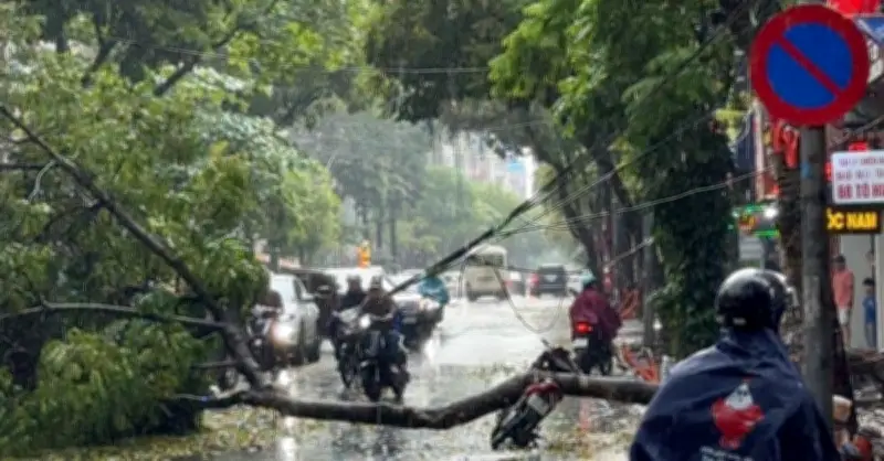 Cây xanh bật gốc đè trúng người đàn ông đi xe máy tại Hà Nội