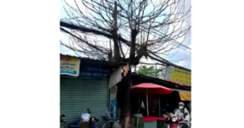 Cây xanh chết khô tại TP.HCM: Nguy cơ đổ ngã đe dọa an toàn người dân