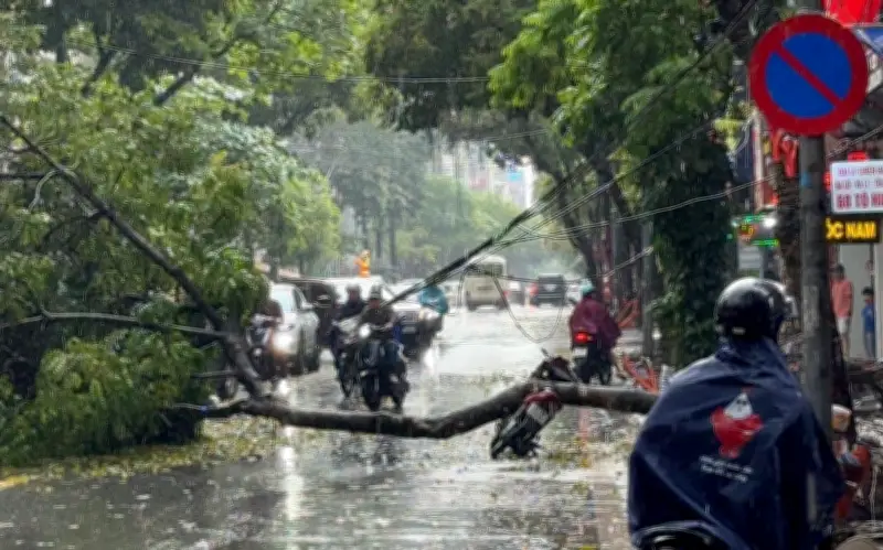 Cây xanh đổ trúng người đi xe máy tại Hà Nội, một người bị thương nhập viện