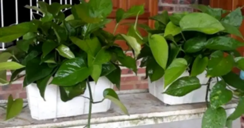 Cây Xanh Trong Nhà: Giải Pháp Hỗ Trợ Chống Nồm Ẩm Hiệu Quả