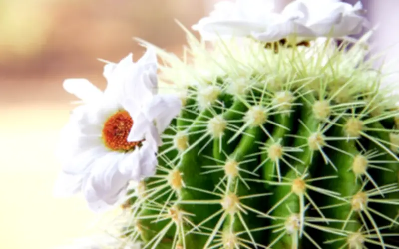 Cây xương rồng có trữ độc tố không? Chuyên gia giải đáp thắc mắc