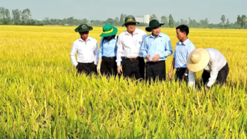 Dự án 15 tỷ đồng hỗ trợ nông dân ĐBSCL sản xuất lúa bền vững
