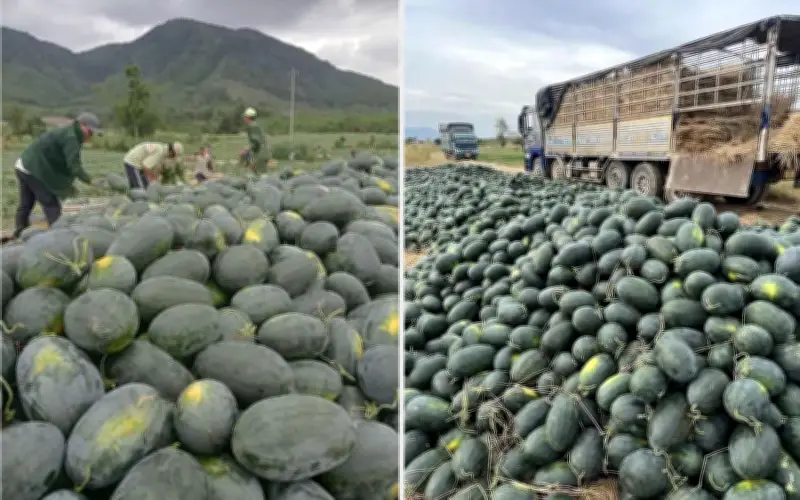 Dưa hấu Gia Lai giá chỉ 8.500 đồng/kg giữa lúc xăng dầu tăng cao