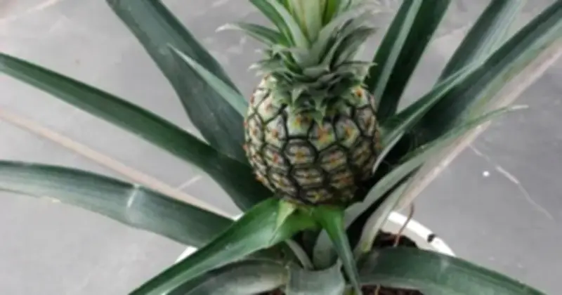 Dứa - 'Vua Dưỡng Thận' Giá Rẻ, Đa Năng Và Lợi Ích Sức Khỏe Tuyệt Vời