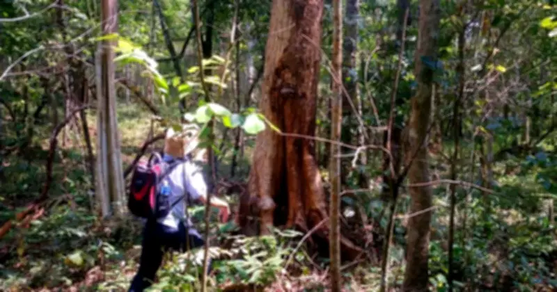 Diện tích rừng tự nhiên Lâm Đồng giảm hơn 17.715 ha, nguyên nhân do chênh lệch bản đồ và lấn chiếm