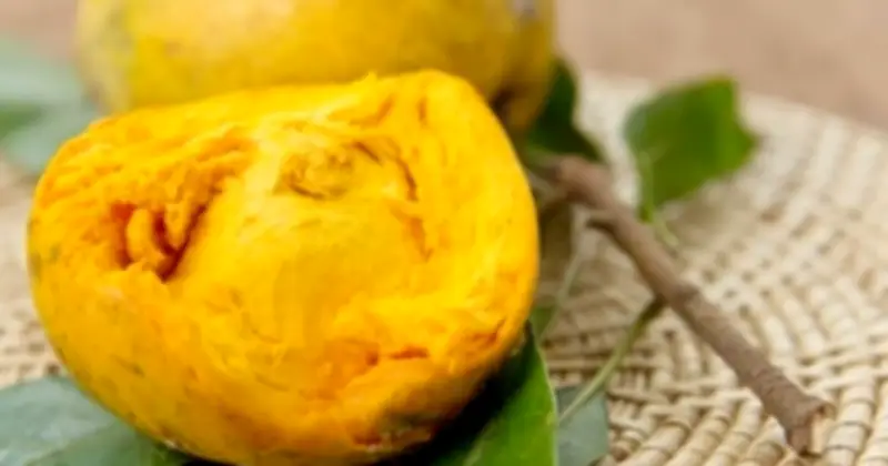 Dinh dưỡng đỉnh cao nhưng bị lãng quên: 2 loại quả siêu thực phẩm ít người Việt ăn