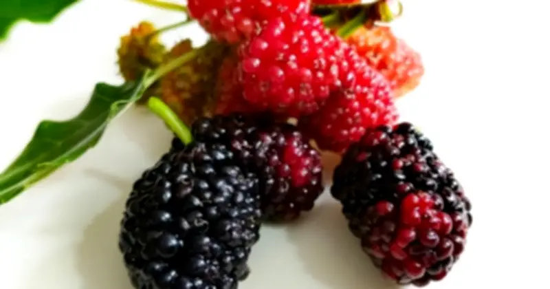 Dưỡng Gan Mùa Xuân: 4 Loại Trái Cây Quen Thuộc Và 3 Thói Quen Quan Trọng Cho Phụ Nữ