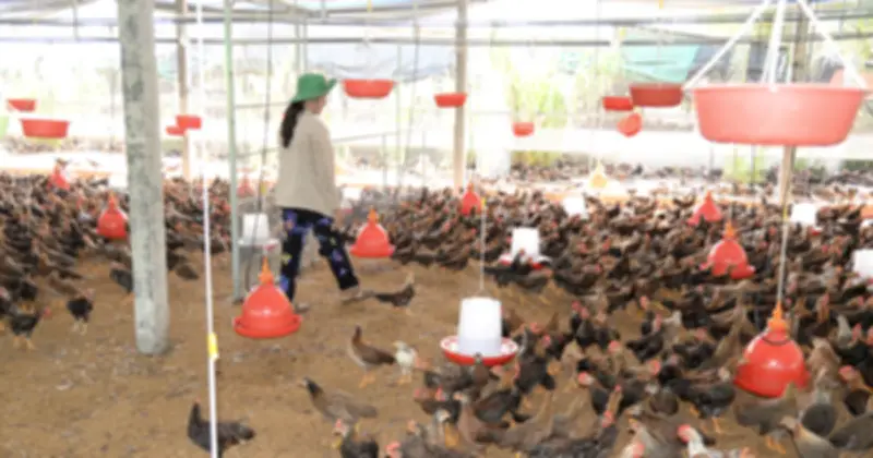 Doanh nghiệp nông nghiệp chủ động ứng phó xung đột Trung Đông, chia sẻ khó khăn với nông dân