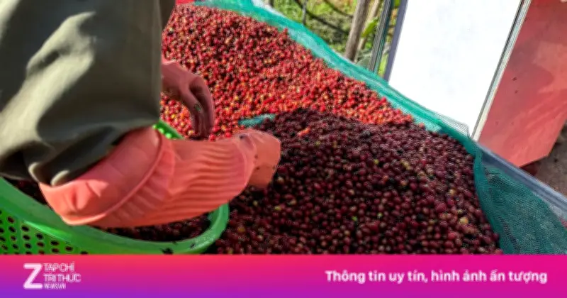 Doanh nghiệp xuất khẩu Việt Nam mở rộng thị trường, nâng cao vị thế nông sản toàn cầu