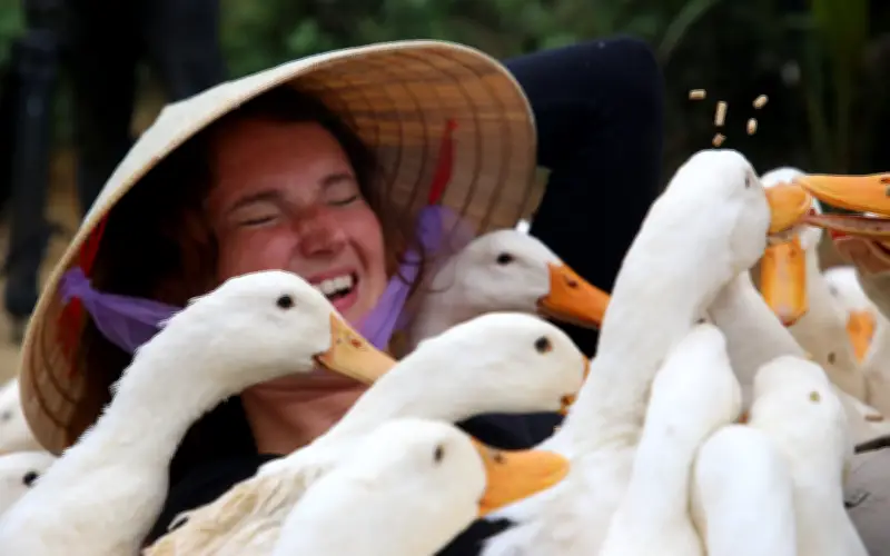 Du Khách Nước Ngoài Mê Mẩn Dịch Vụ Massage Vịt Độc Đáo Tại Việt Nam