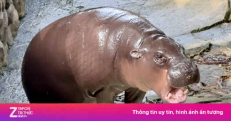 Du khách Thái Lan liều mạng nhảy chuồng hà mã lùn Moo Deng, bị bắt giữ