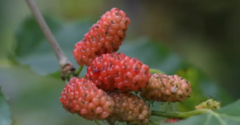 Dâu Tằm: 'Thần Dược' Bổ Huyết, Tốt Tim Mạch Từ Y Học Cổ Truyền Đến Khoa Học Hiện Đại