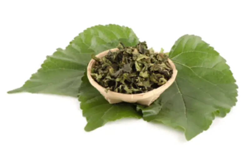 Dâu Tằm Vào Mùa: 'Báu Vật Tự Nhiên' Cho Xương Khớp Và Sức Khỏe Toàn Diện