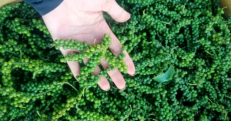 EU Siết Chặt Dư Lượng Thuốc BVTV, Nông Sản Việt Đối Mặt Thách Thức Lớn