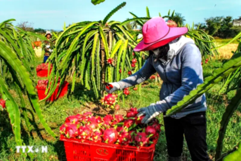 EU Tăng Tần Suất Kiểm Tra An Toàn Thực Phẩm Đối Với Thanh Long Xuất Khẩu Từ Việt Nam