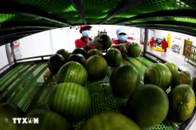 Giá Cổ Nền: Giải Pháp Chuỗi Giá Trị Cho Rau Quả Việt Nam