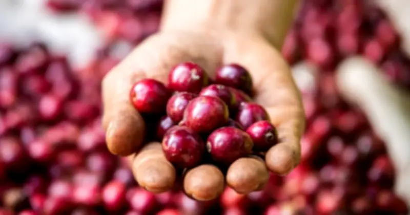 Giá cà phê dự báo giảm mạnh 30% từ nay đến cuối năm 2026 do nguồn cung tăng