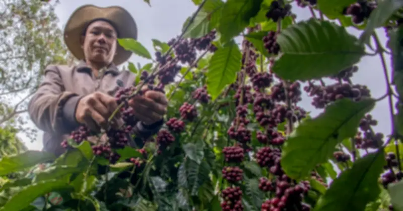 Giá cà phê lao dốc mạnh, robusta London mất 8,4% trong tuần