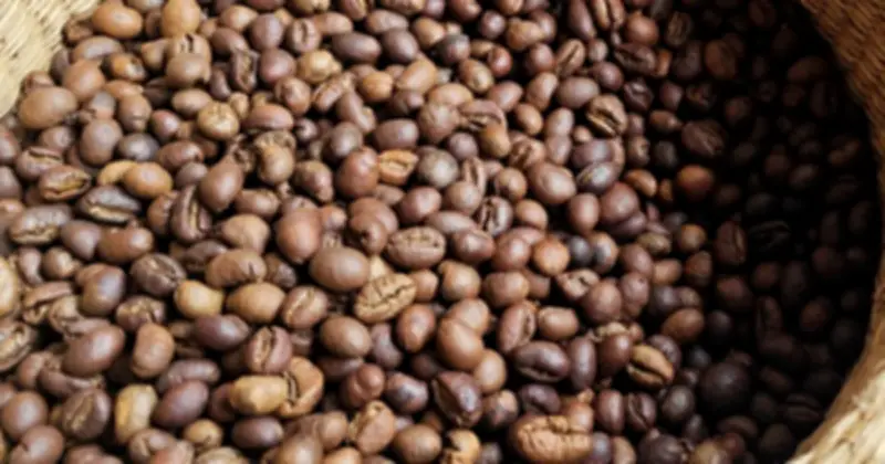 Giá Cà Phê Nội Địa Vượt Mốc 96.000 Đồng/kg, Cao Hơn Giá Quốc Tế