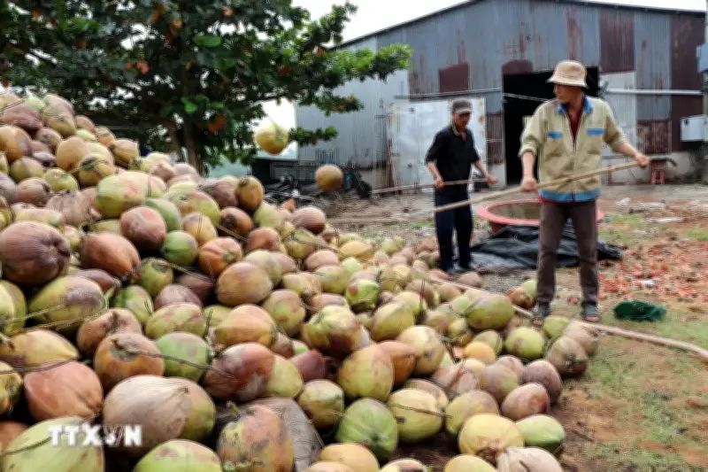 Giá dừa khô tại Vĩnh Long giảm sâu, nhiều nhà vườn đối mặt khó khăn