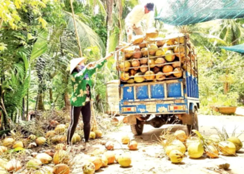 Giá Dừa Lao Dốc, Nông Dân Vĩnh Long Đối Mặt Thách Thức Tái Cơ Cấu Ngành