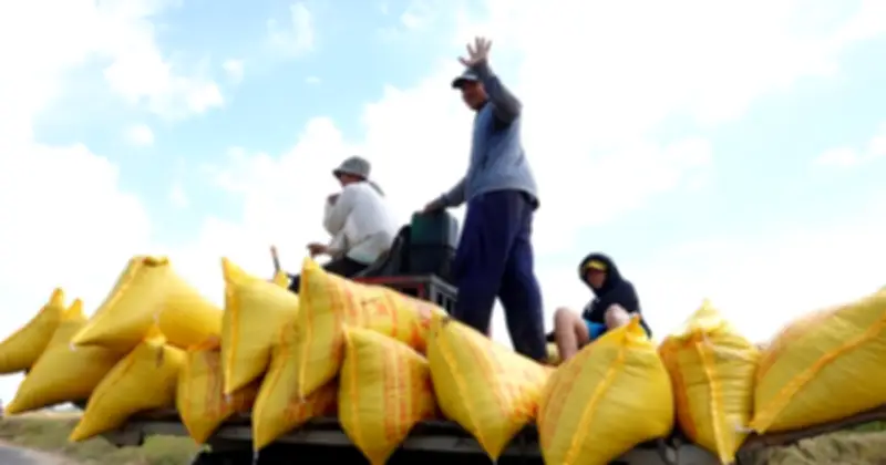 Giá gạo Philippines tăng mạnh do chi phí vận chuyển, cơ hội cho xuất khẩu Việt Nam
