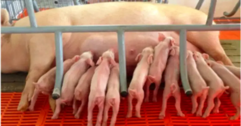 Giá Heo Hơi Biến Động Mạnh: Phục Hồi Ngành Chăn Nuôi Bị Ảnh Hưởng Bởi Xung Đột Trung Đông