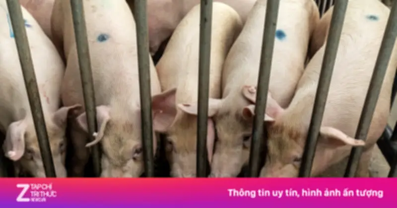 Giá Heo Trung Quốc Chạm Đáy 15 Năm, Người Chăn Nuôi Thua Lỗ Nặng Nề