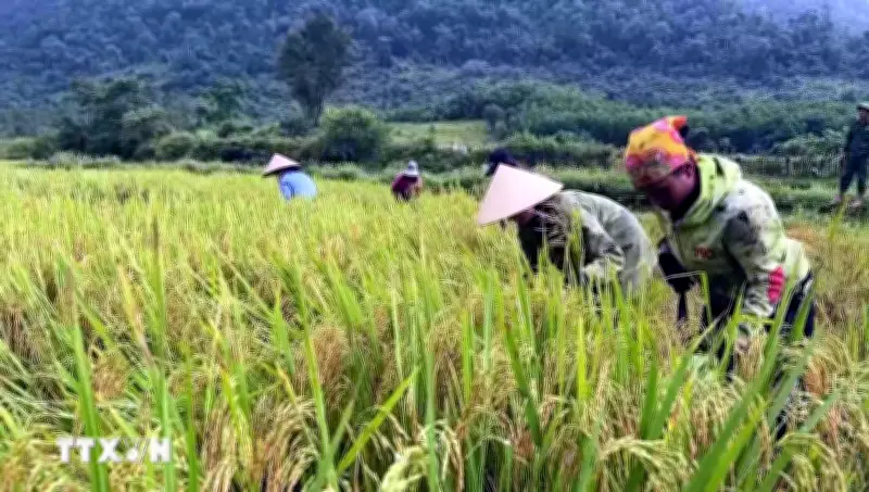 Giá lúa giảm, ngành nông nghiệp kêu gọi giải pháp hỗ trợ nông dân khẩn cấp