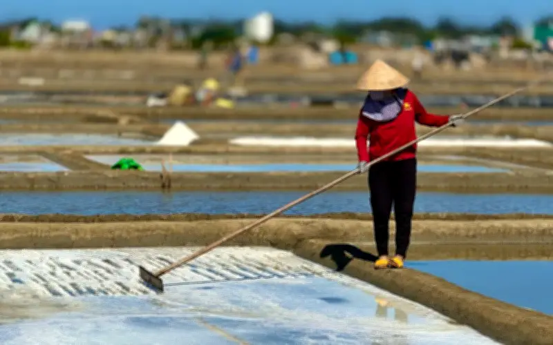 Giá muối tăng cao kéo diêm dân quay lại ruộng, hứa hẹn phục hồi nghề truyền thống