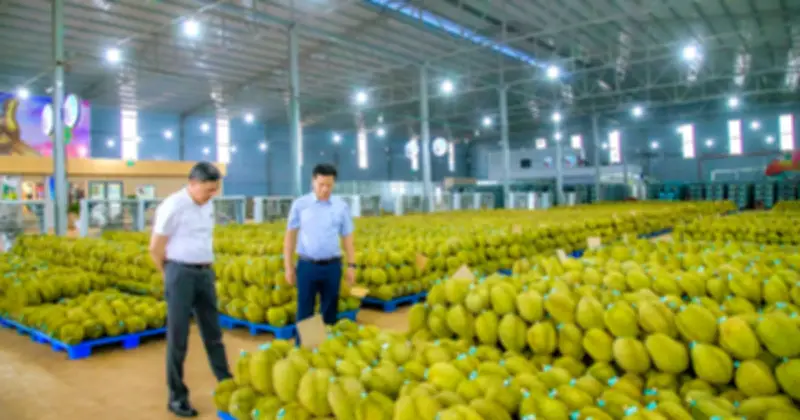 Giá sầu riêng lao dốc, nông dân lo lắng trước thị trường tiêu thụ ảm đạm