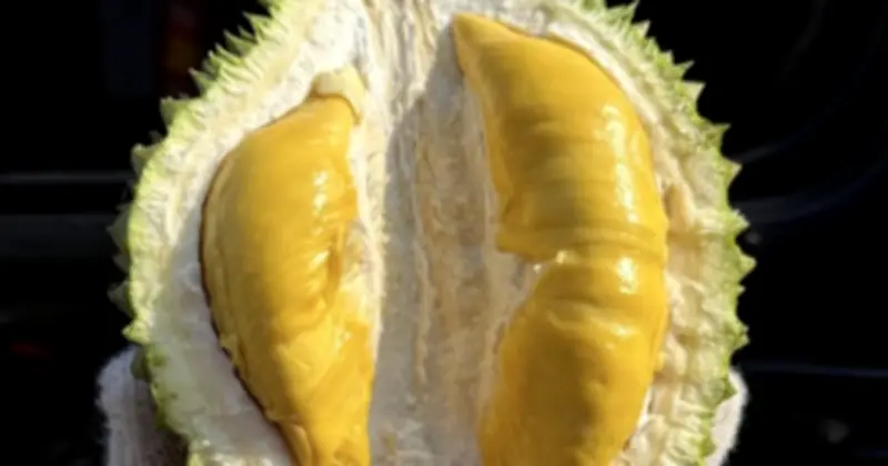 Giá Sầu Riêng Đồng Bằng Sông Cửu Long Biến Động: Monthong Cao Ngất, Musang King Ổn Định