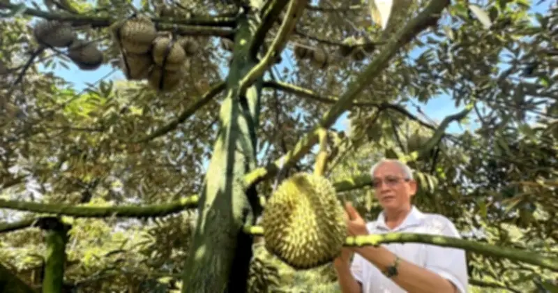 Giá sầu riêng vụ nghịch tăng cao, đẩy kim ngạch xuất khẩu rau quả tăng mạnh