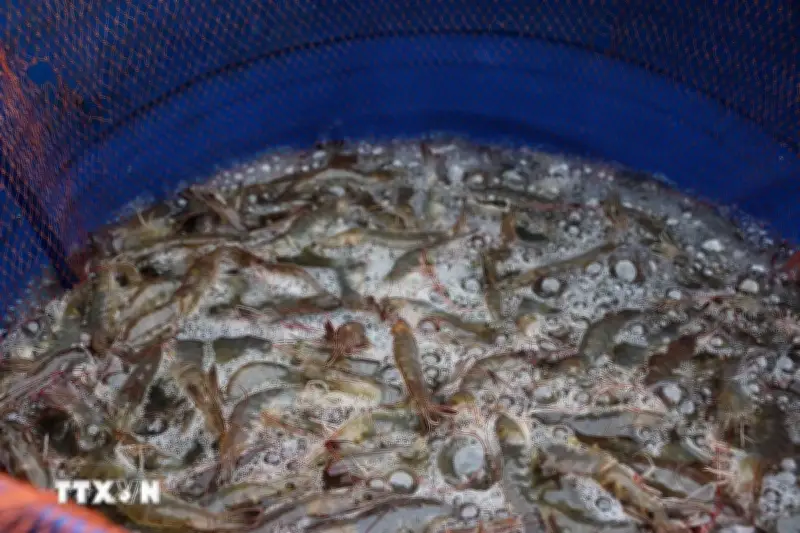 Giá Thủy Sản Tăng Mạnh, Nông Dân An Giang Thu Lợi Nhuận Hàng Trăm Triệu Đồng