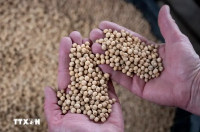 Giá đậu tương lao dốc, đàm phán thương mại Mỹ - Trung đối mặt nguy cơ trì hoãn